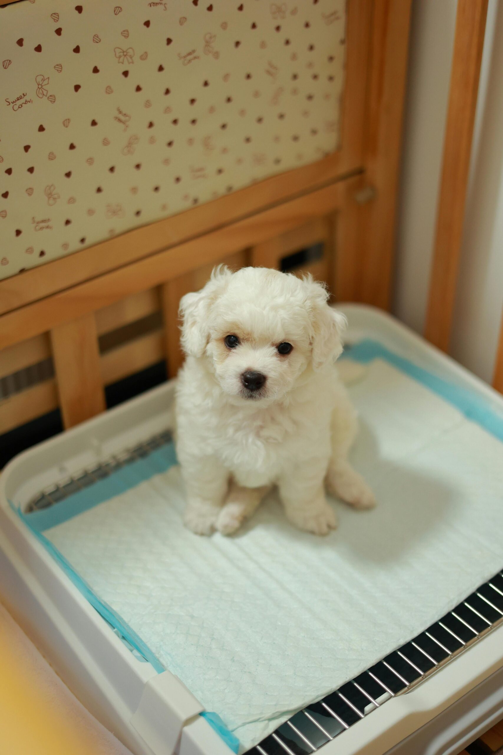 White fluffy puppy sitting on a potty training pad in an indoor pet training tray